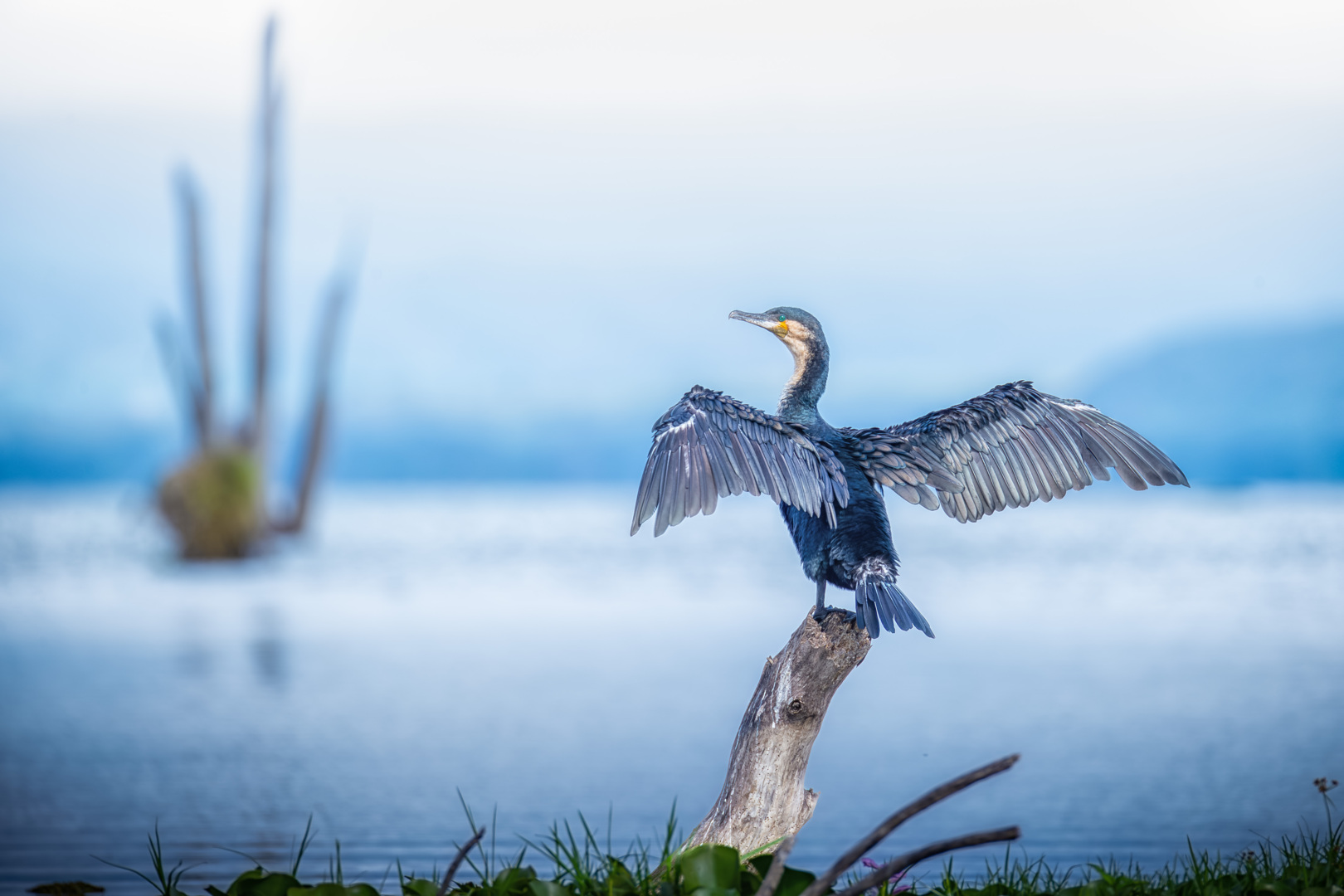 7 Day Nairobi, Samburu, Ol Pejeta, Lake Naivasha & Maasai Mara Safari